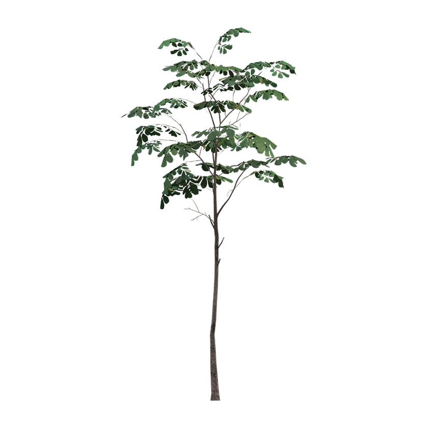 Dalbergia sissoo - Rosewood Tree (M)